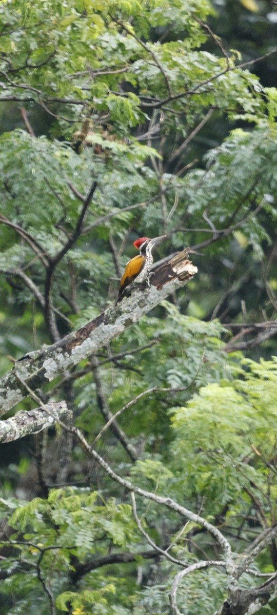 Pic de Tickell - ML646288951