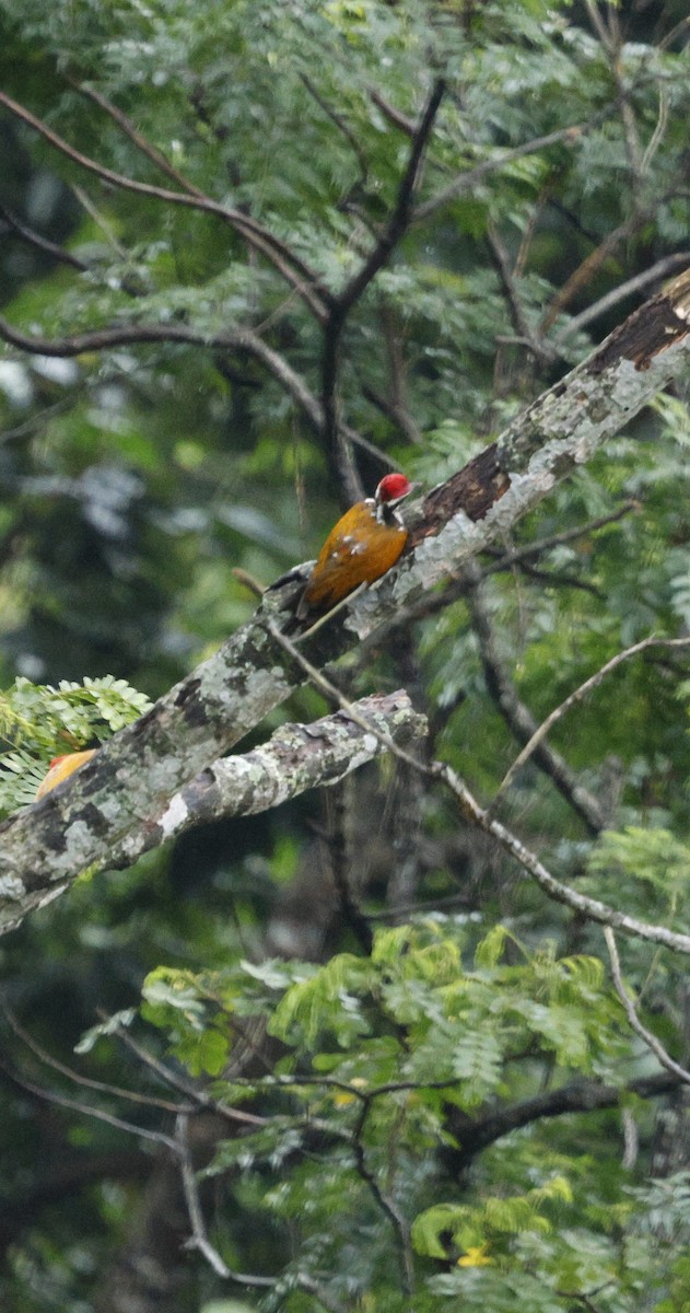 Pic de Tickell - ML646288952