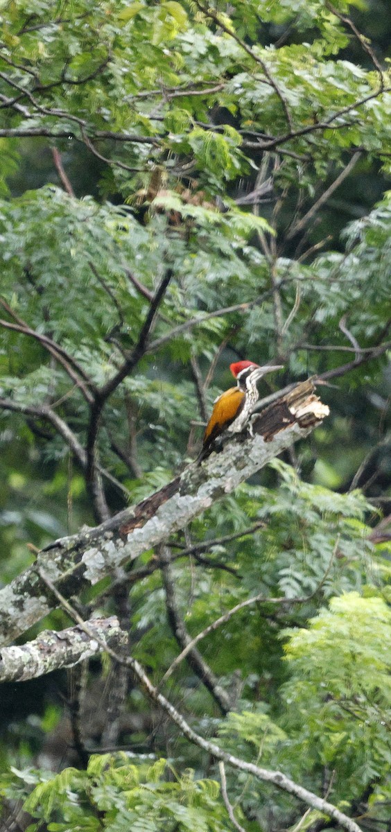 Pic de Tickell - ML646288953