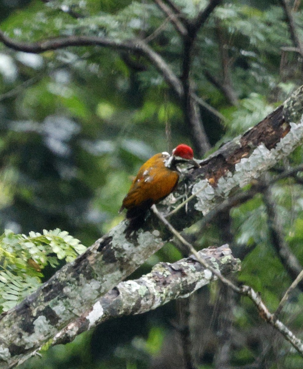 Pic de Tickell - ML646288954