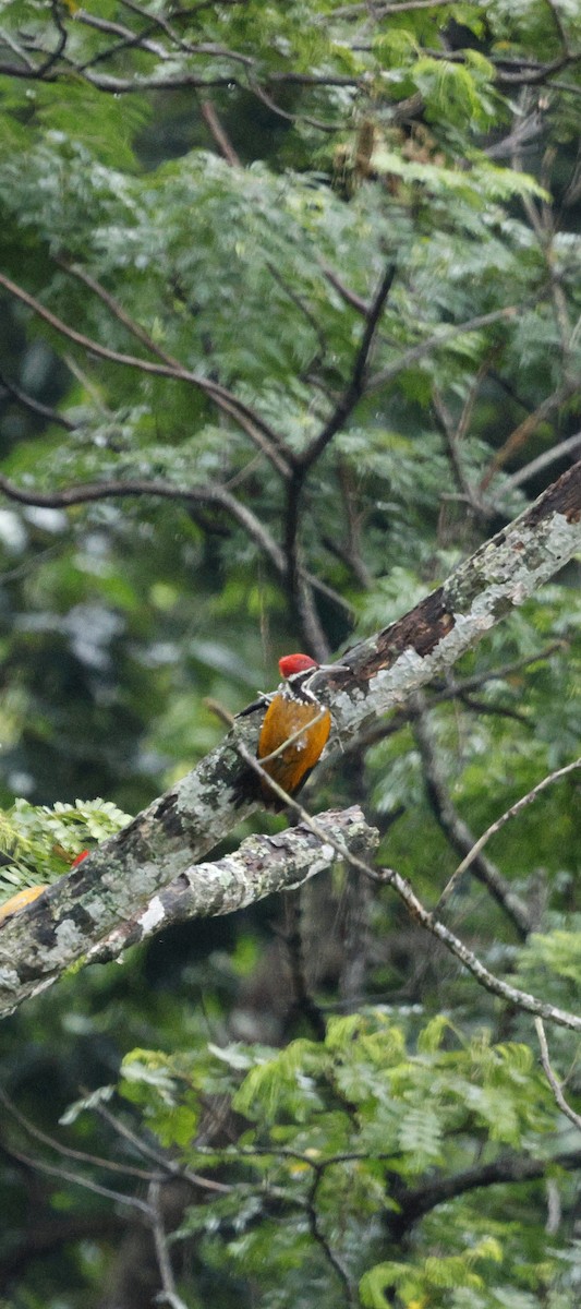 Pic de Tickell - ML646288955