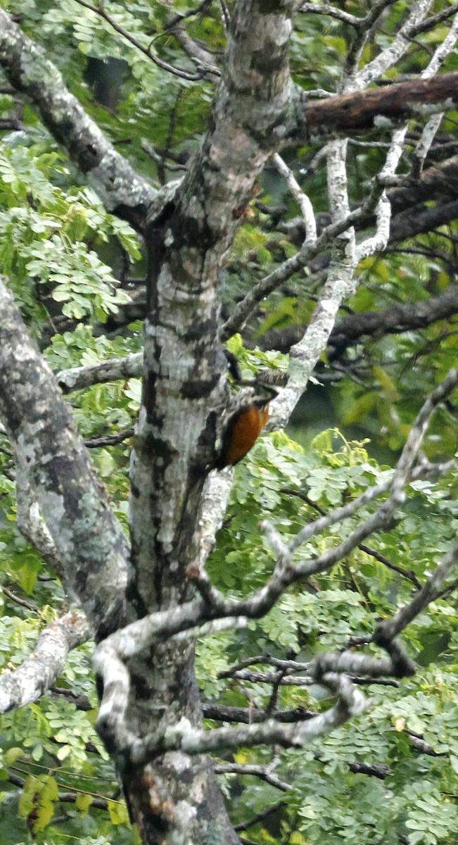 Pic de Tickell - ML646288956