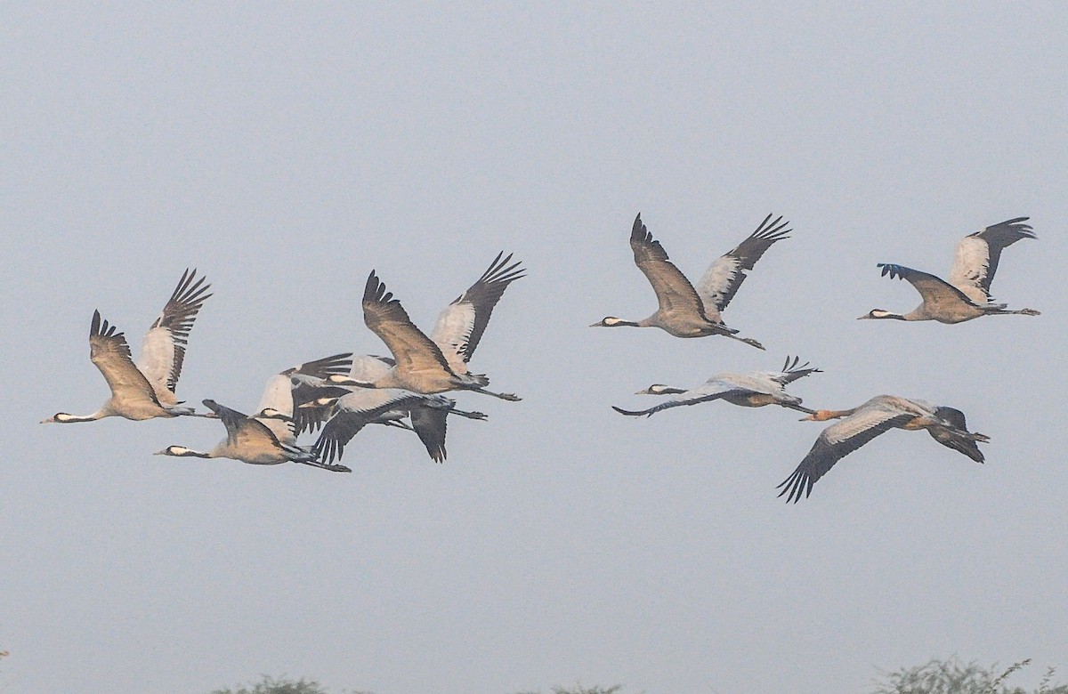 Grue cendrée - ML646288957