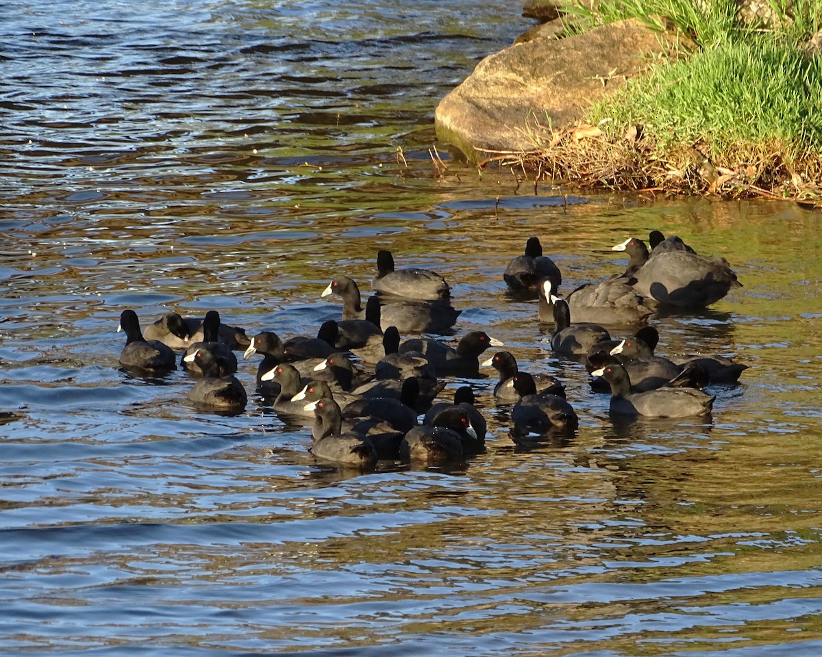 Foulque macroule - ML646288960