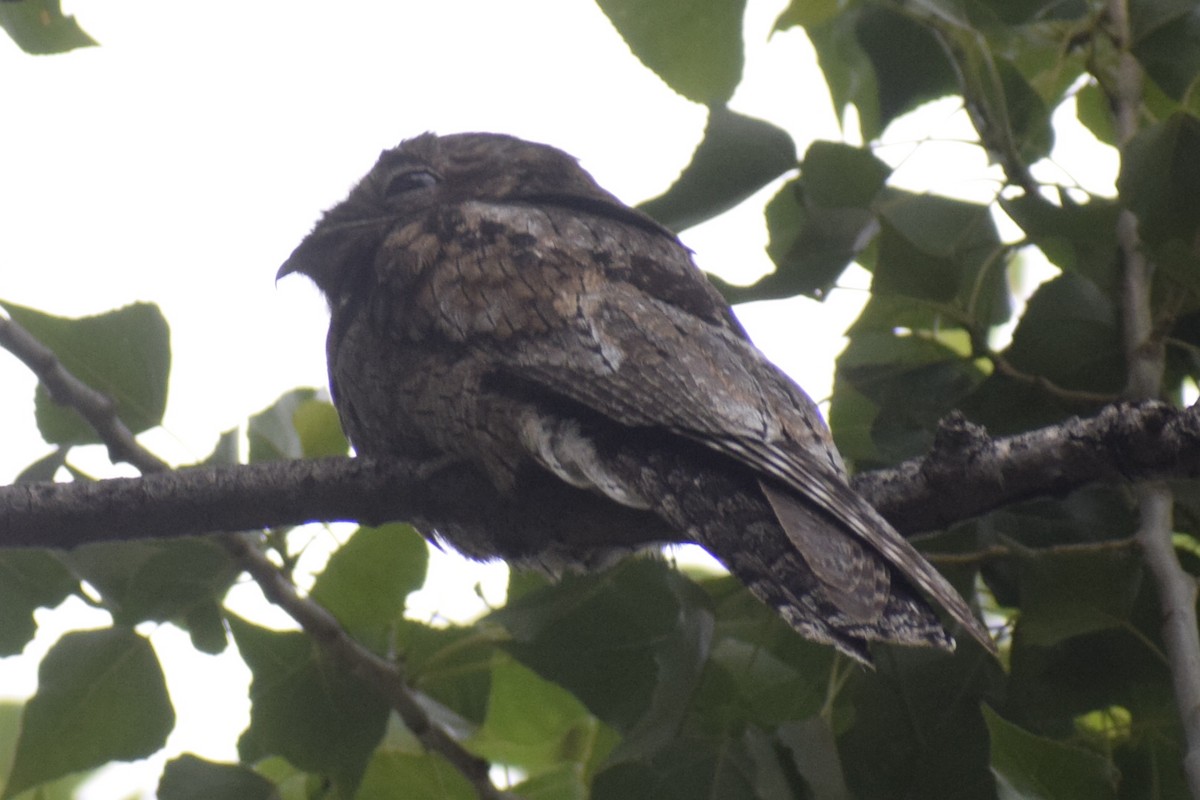 Ibijau gris - ML646288961