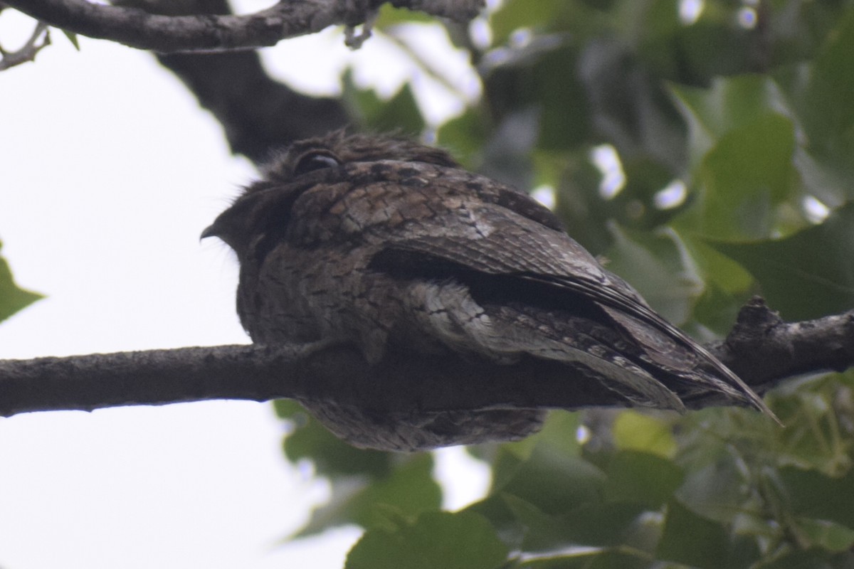 Ibijau gris - ML646288962