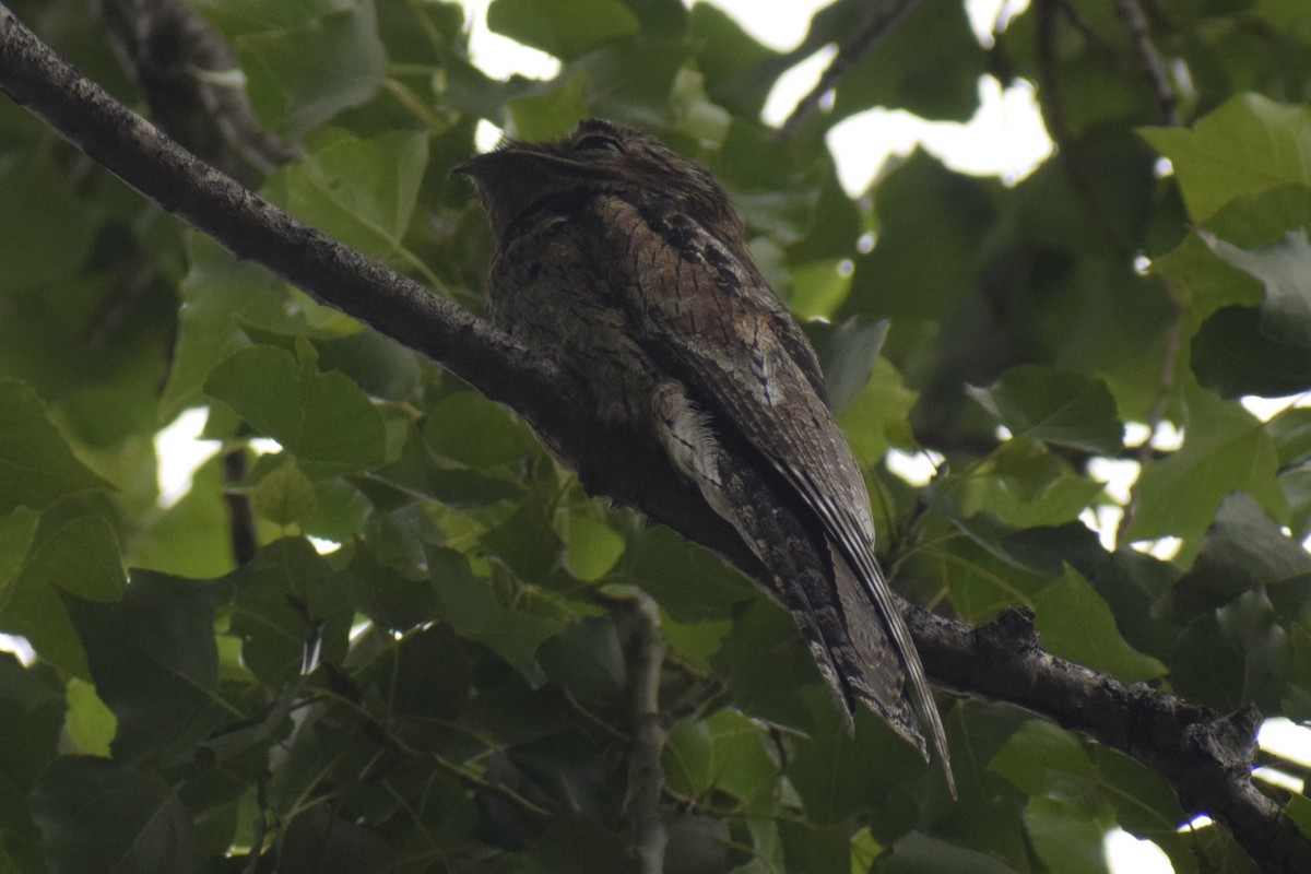 Ibijau gris - ML646288963