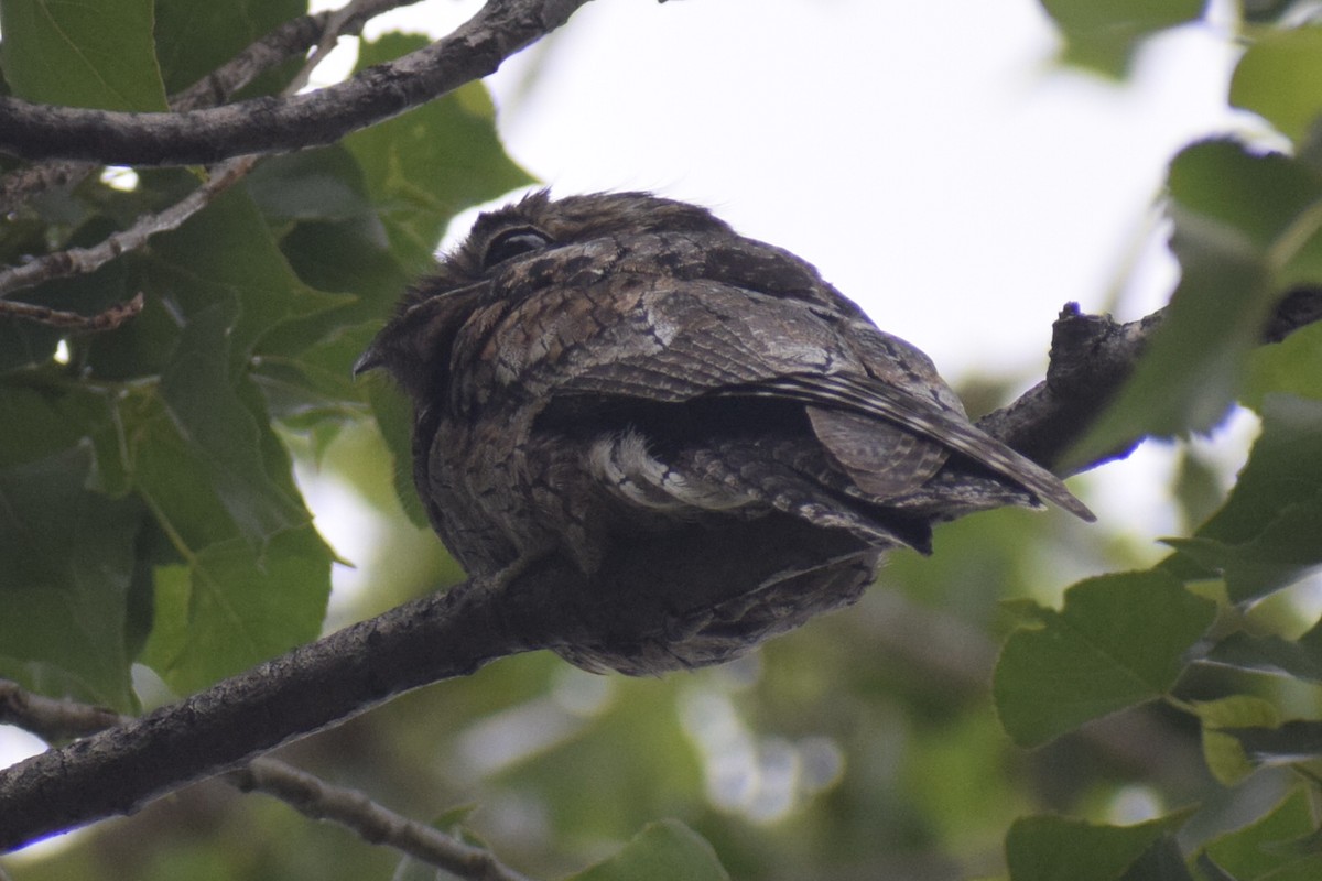 Ibijau gris - ML646288964