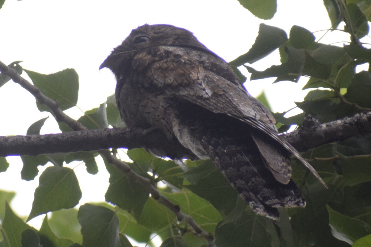 Ibijau gris - ML646288965