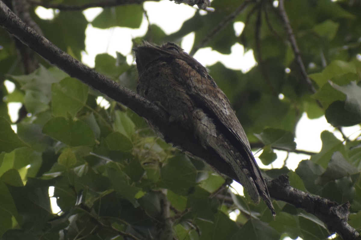 Ibijau gris - ML646288966