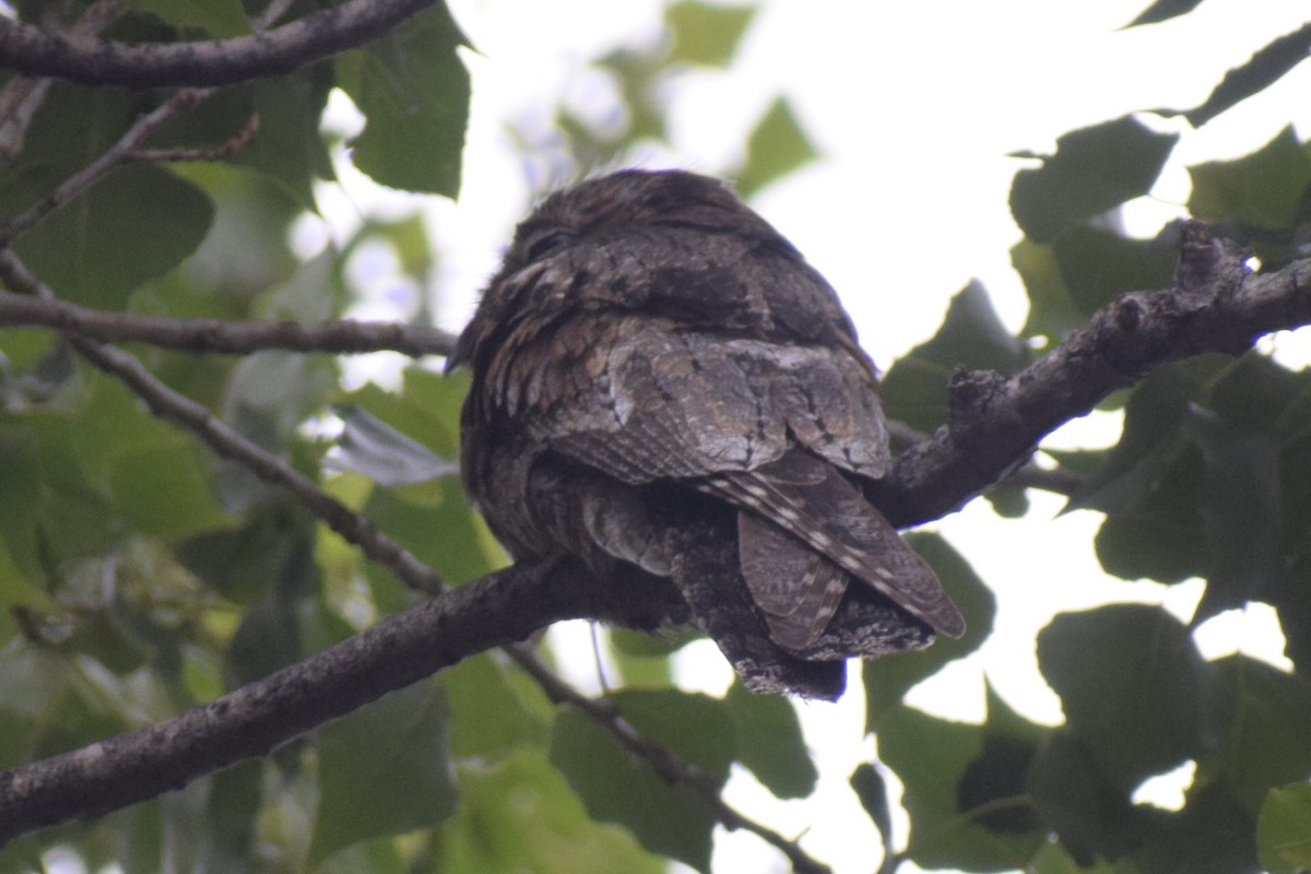 Ibijau gris - ML646288967