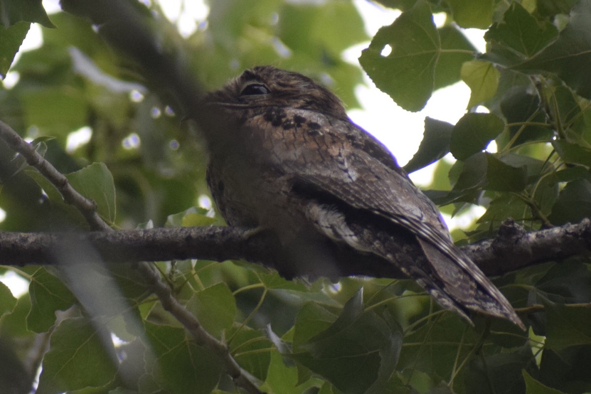 Ibijau gris - ML646288968