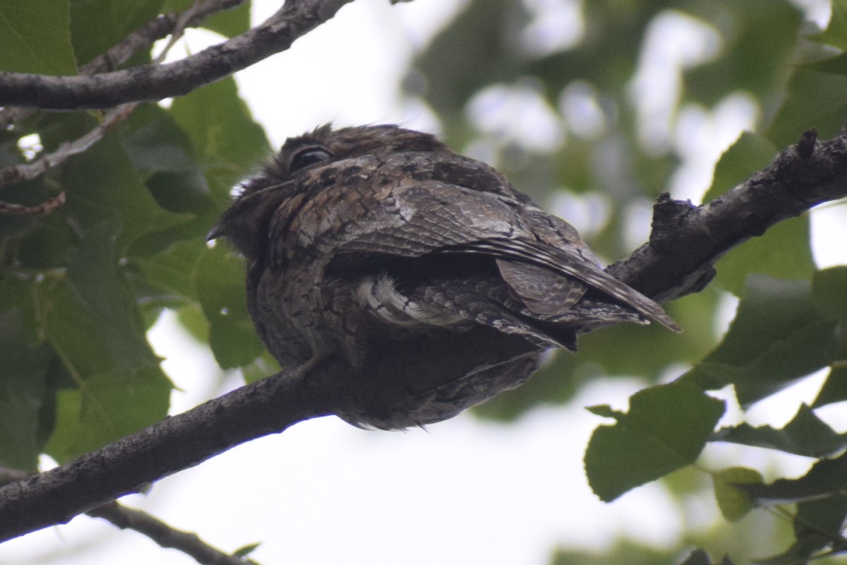 Ibijau gris - ML646288969