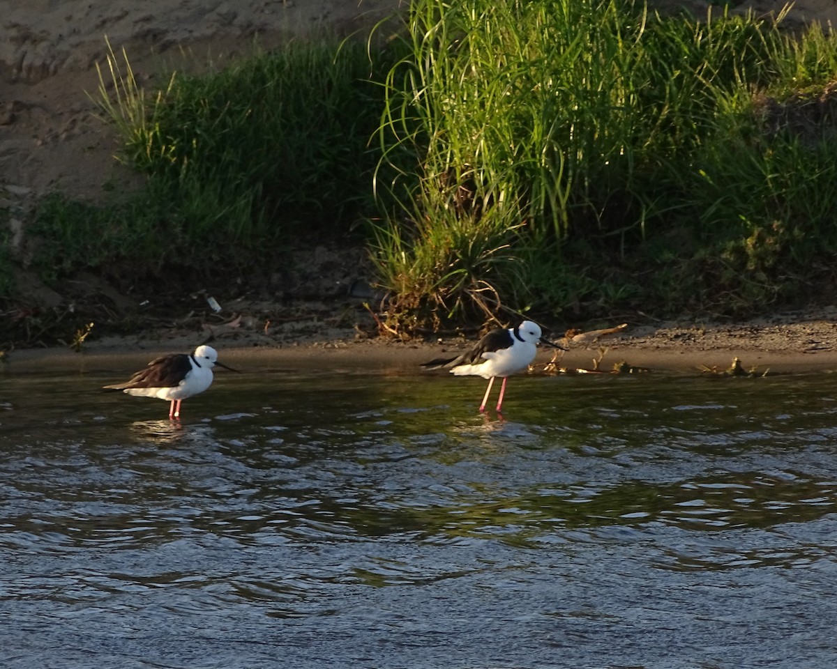 Échasse d'Australie - ML646288971