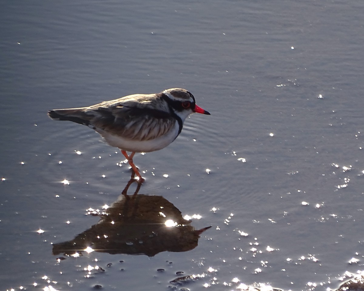 Pluvier à face noire - ML646288973