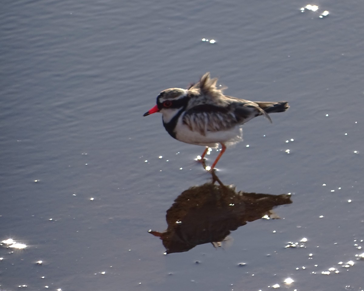 Txirritxo kopetabeltza - ML646288976