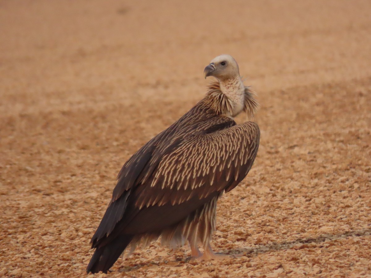 Himalayan Griffon - ML646288980