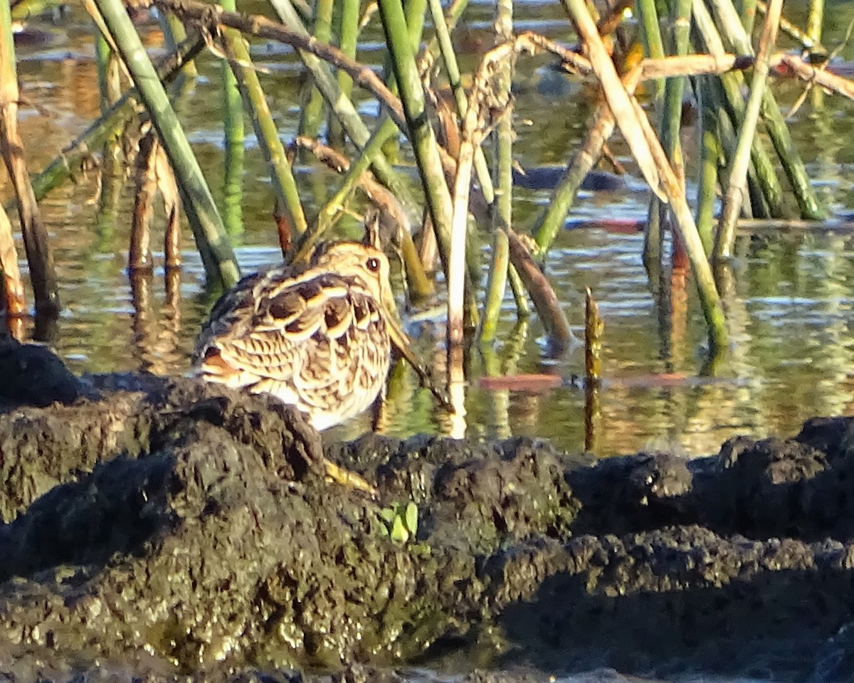 Latham's Snipe - ML646288983