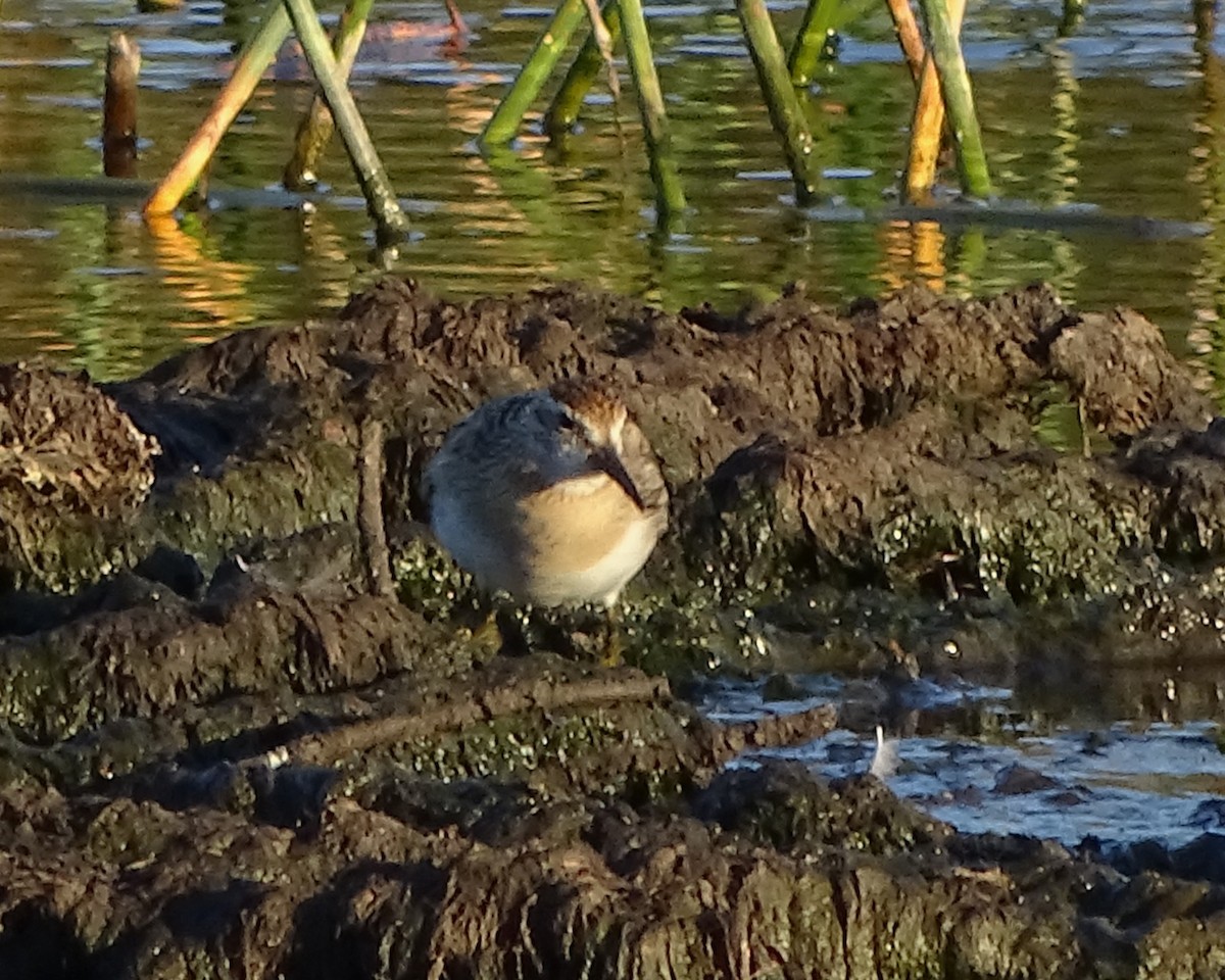 Txirri buztanzorrotza - ML646288988