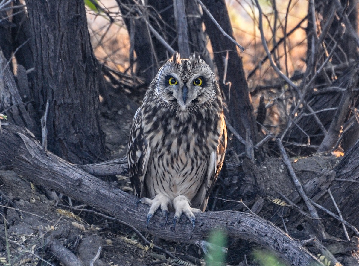 Short-eared Owl - ML646288992