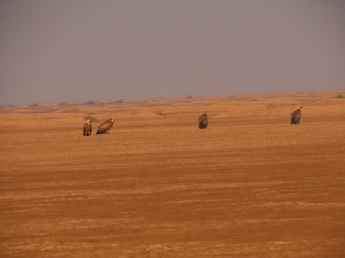 Eurasian Griffon - ML646289005