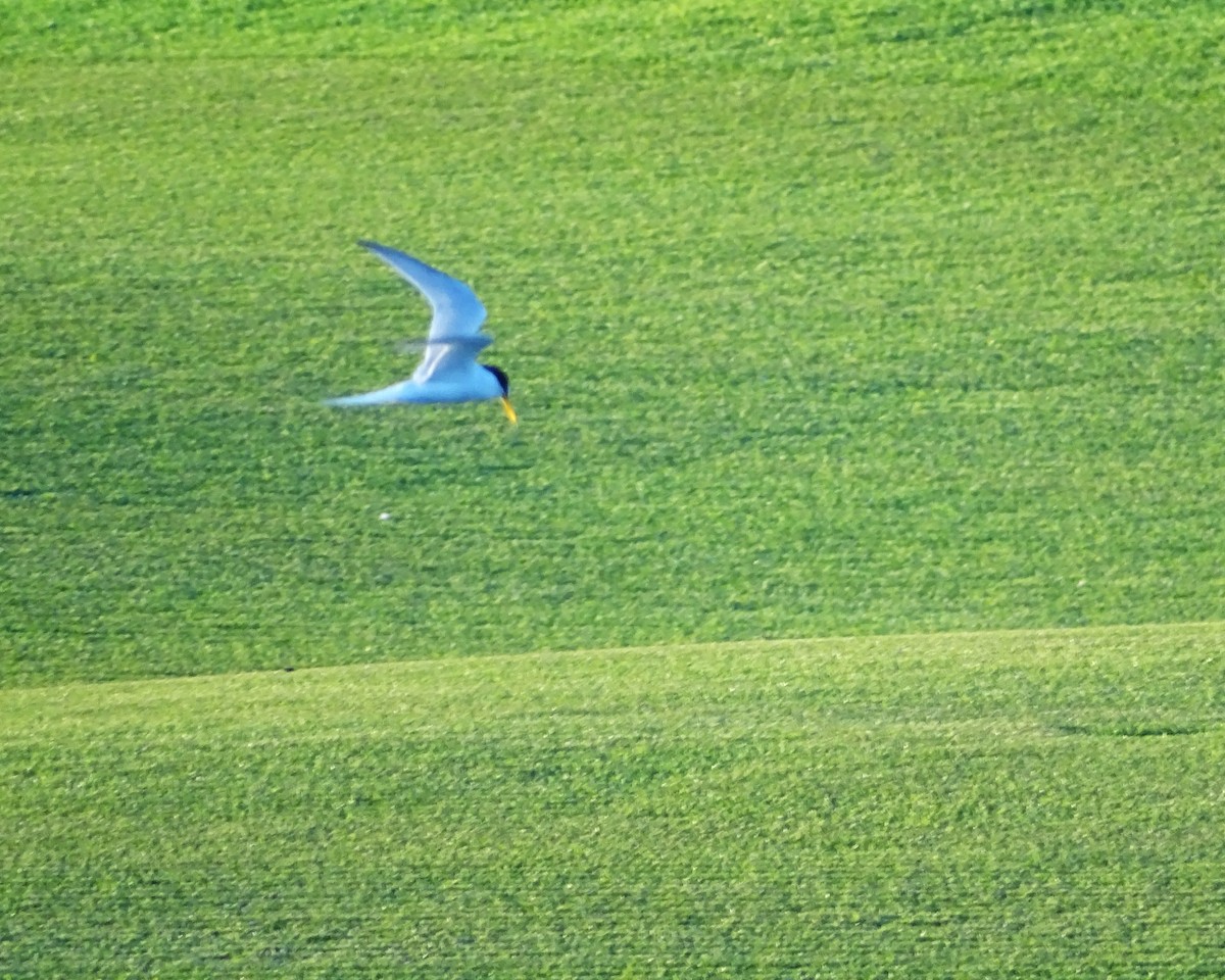 Txenadatxo arrunta - ML646289006