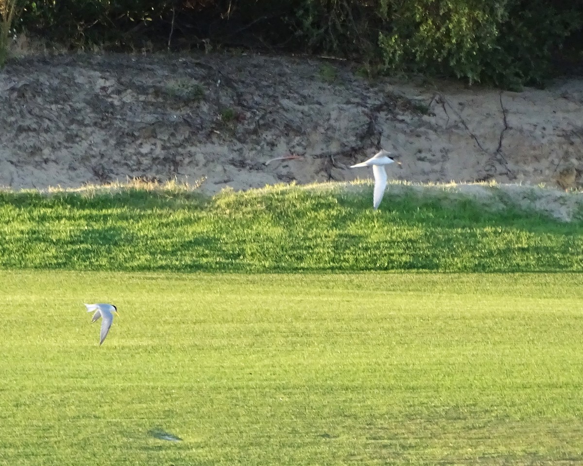 Txenadatxo arrunta - ML646289009