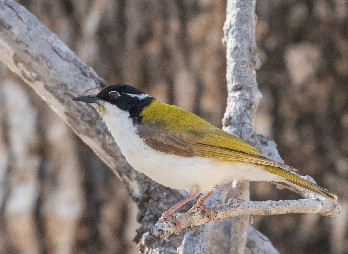 White-throated Honeyeater - ML646289013