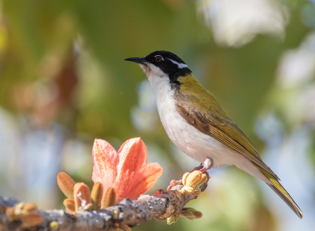 White-throated Honeyeater - ML646289014
