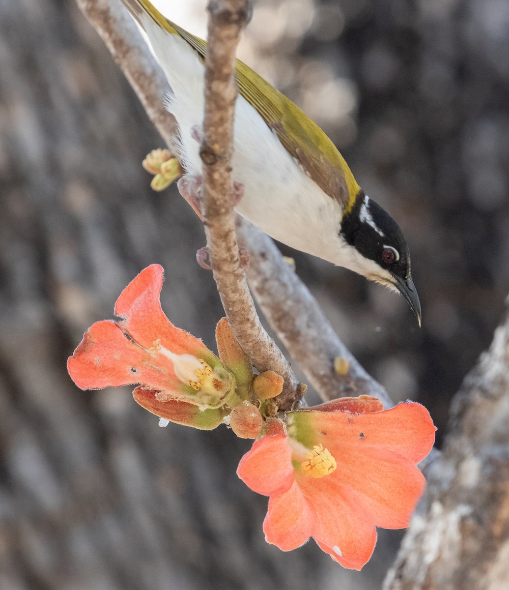 White-throated Honeyeater - ML646289015