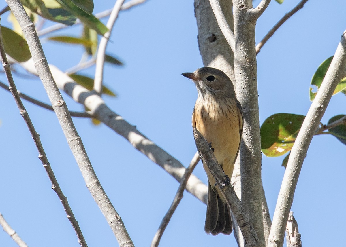 Rufous Whistler - ML646289021