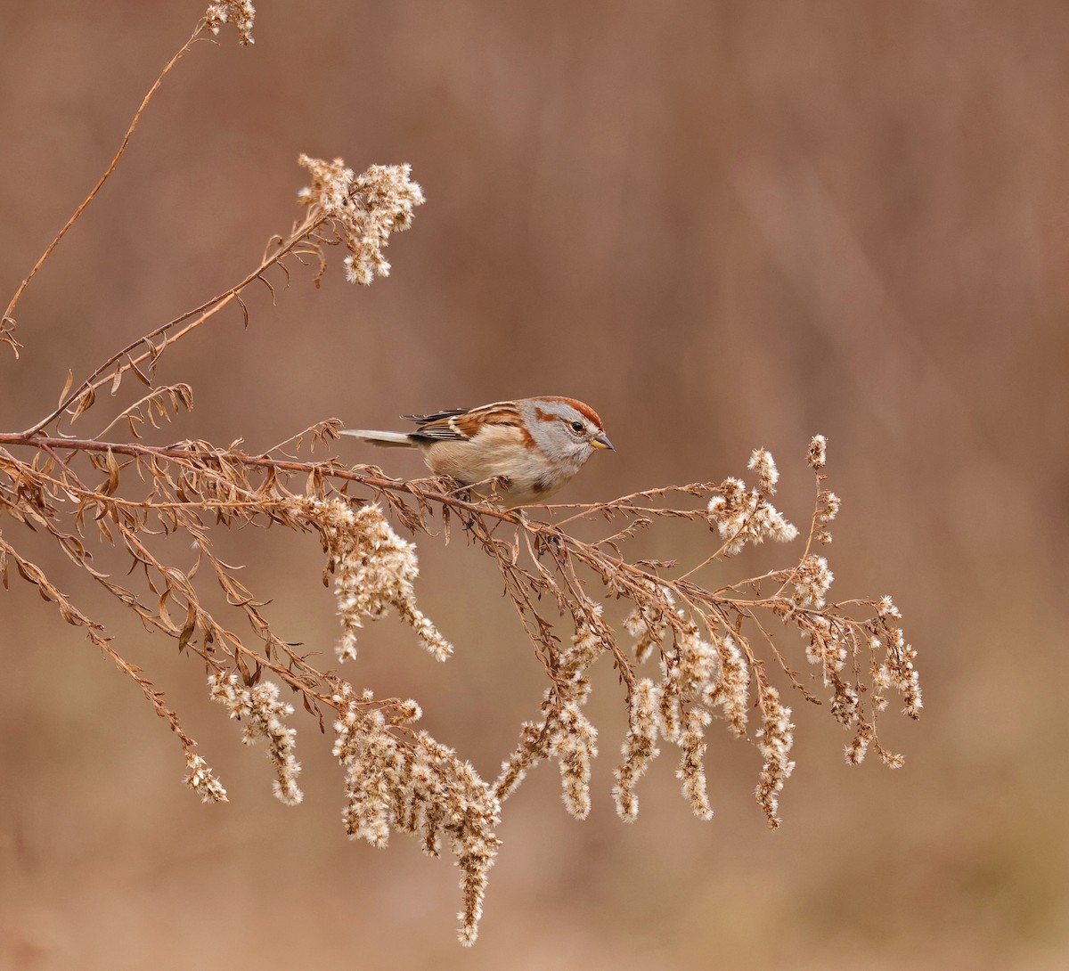 American Tree Sparrow - ML646289022