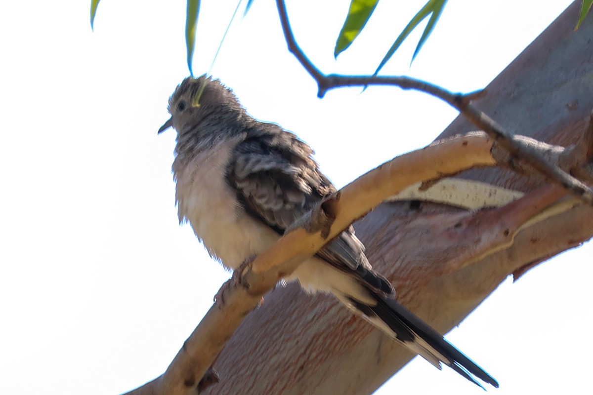 Peaceful Dove - ML646289023