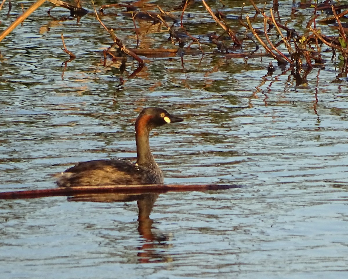 Australasian Grebe - ML646289024