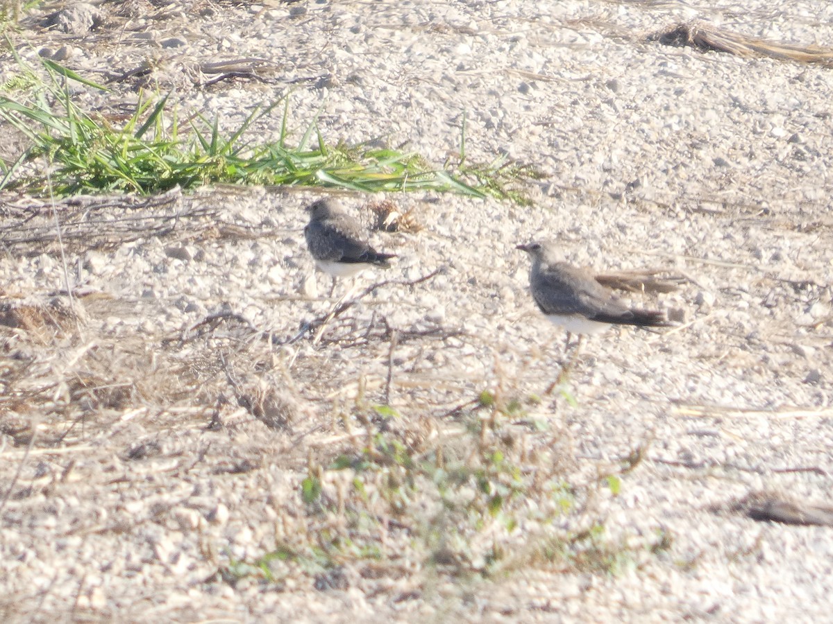 Collared Pratincole - ML646289026