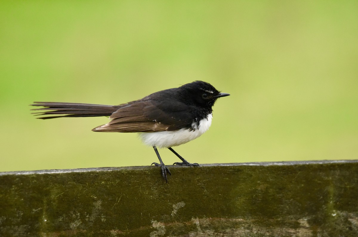 Willie-wagtail - ML646289027
