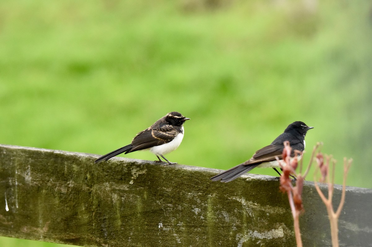 Willie-wagtail - ML646289028