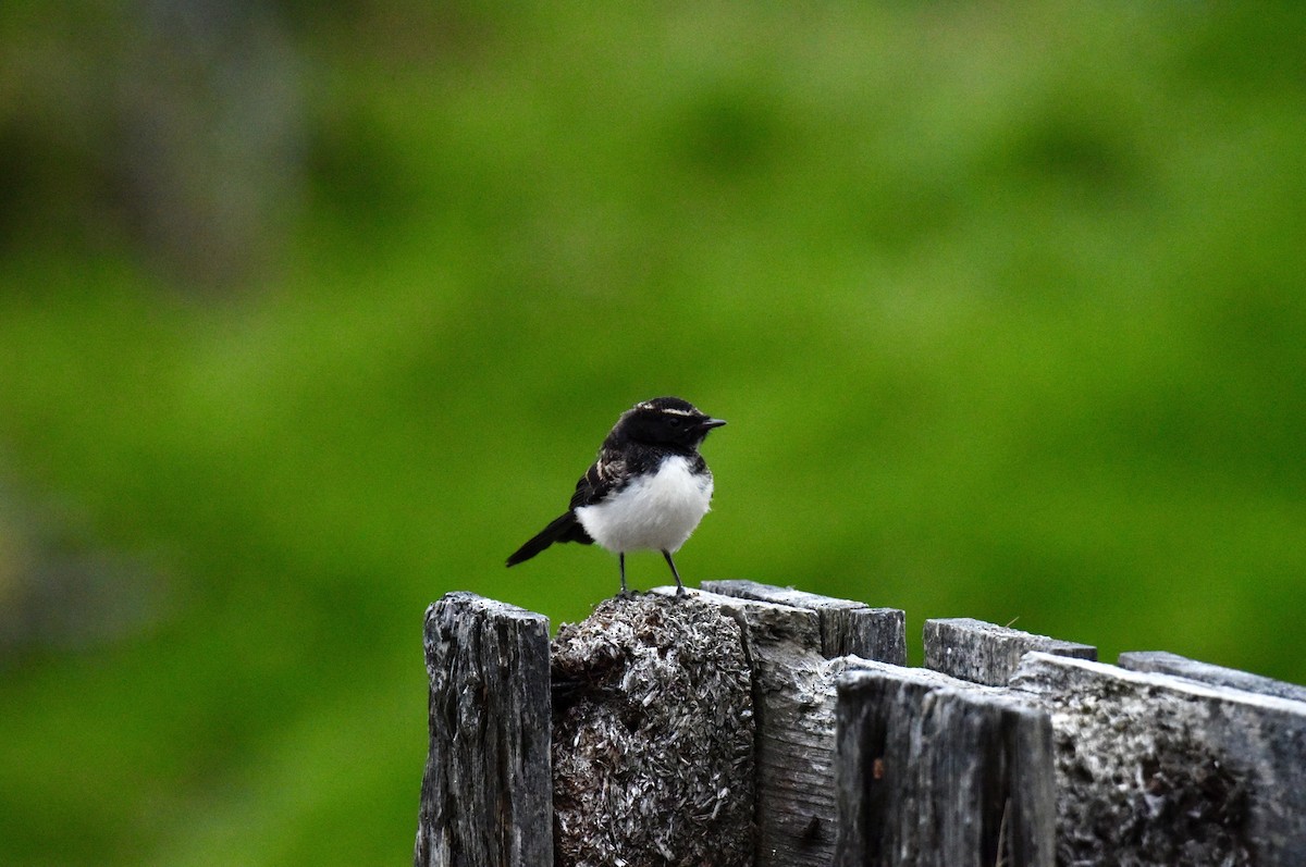 Willie-wagtail - ML646289029