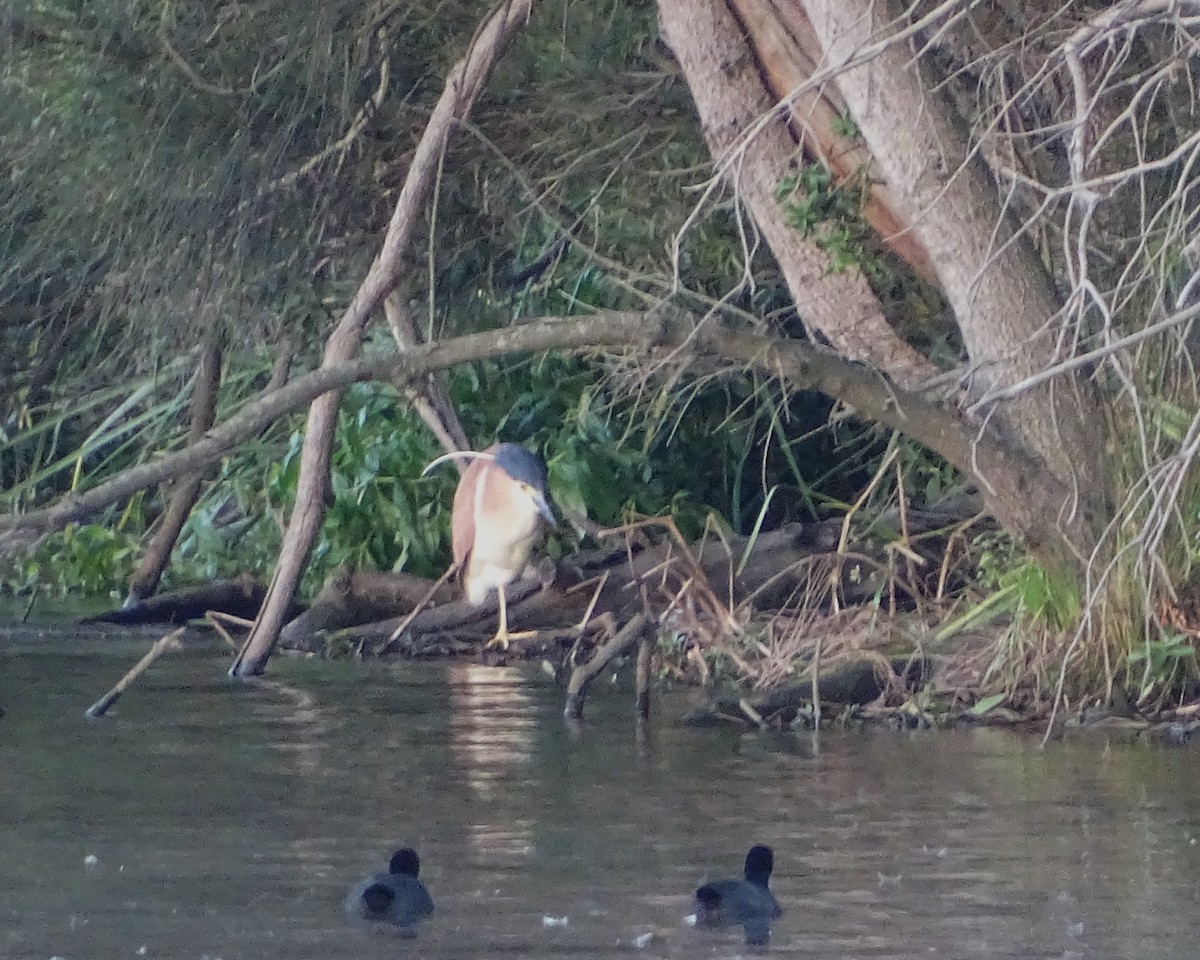 Nankeen Night Heron - ML646289030