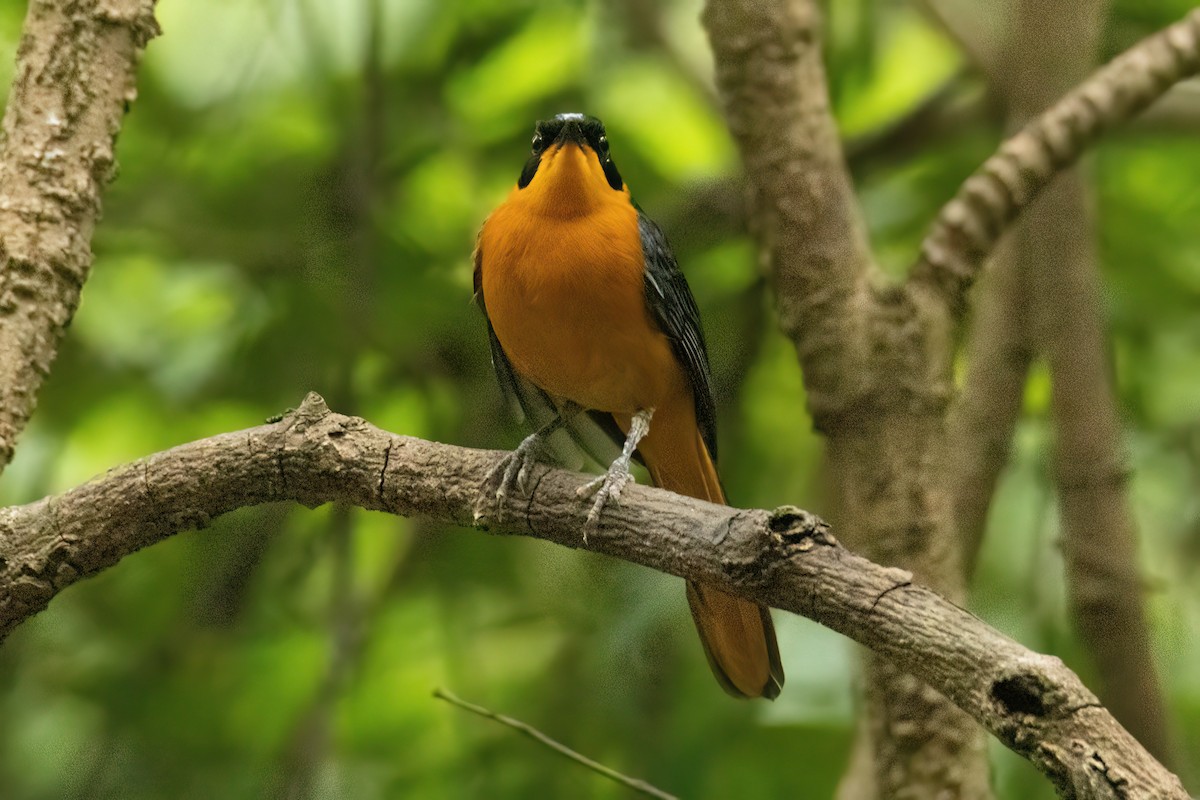 Snowy-crowned Robin-Chat - ML646289031