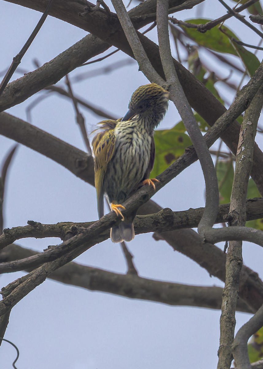 Streaked Spiderhunter - ML646289032