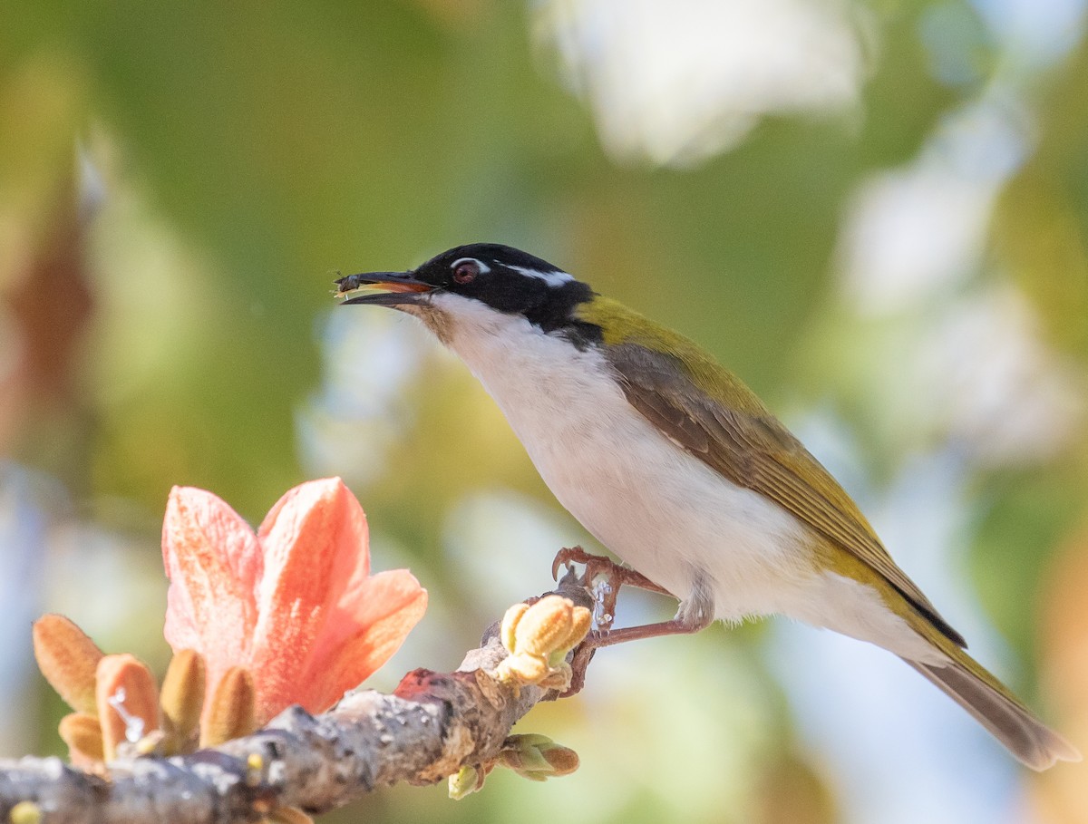 White-throated Honeyeater - ML646289033