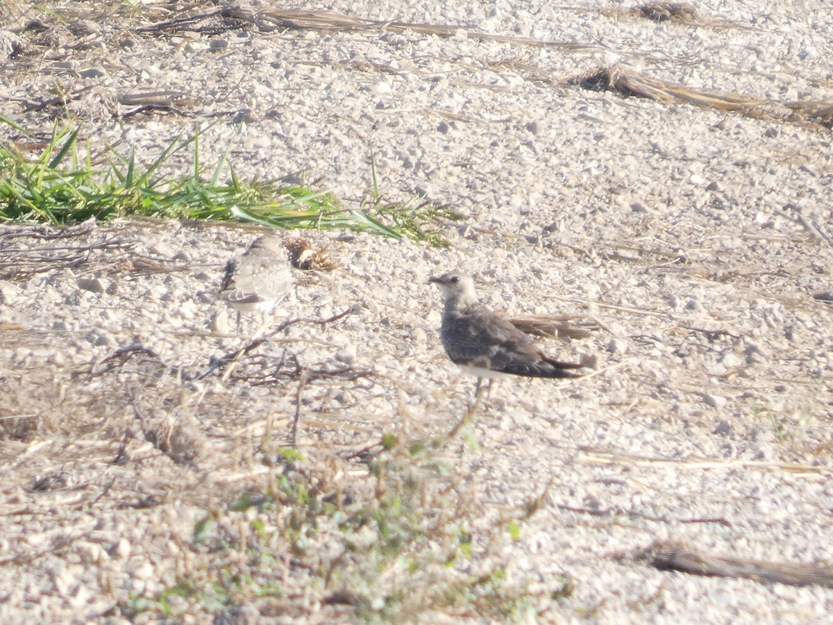 Collared Pratincole - ML646289034