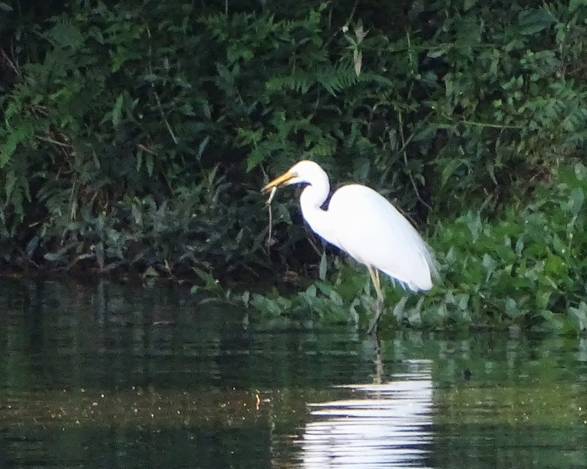 Great Egret - ML646289035
