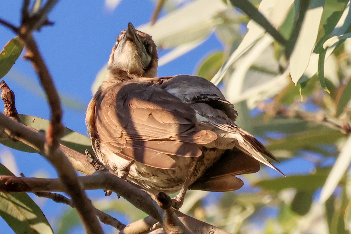 Little Friarbird - ML646289037