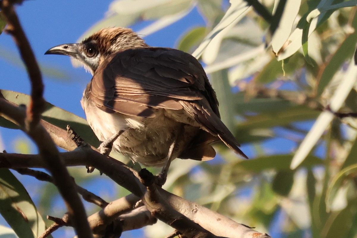Little Friarbird - ML646289038