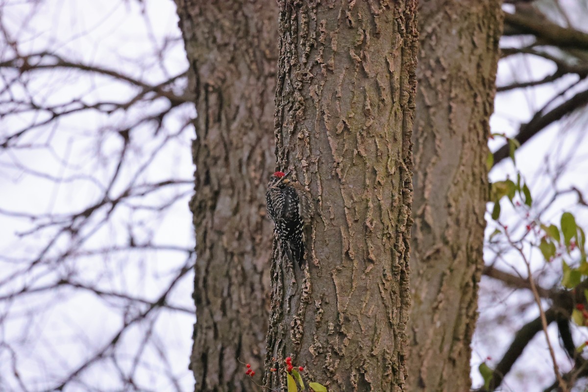 Yellow-bellied Sapsucker - ML646289040