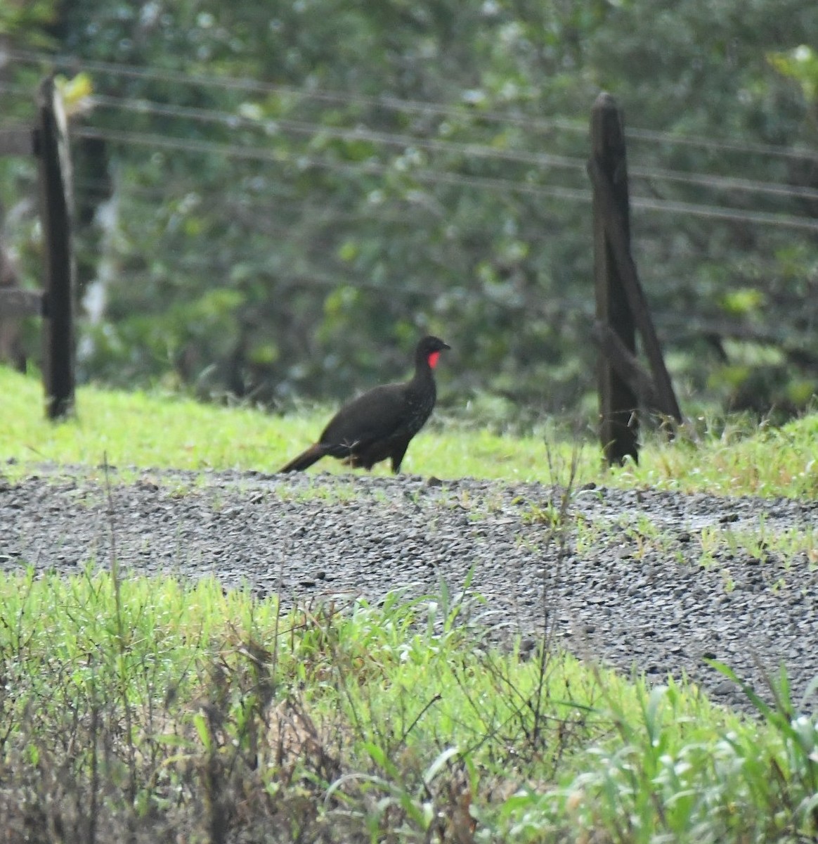 Crested Guan - ML646289042