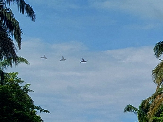 Storm's Stork - ML646289043