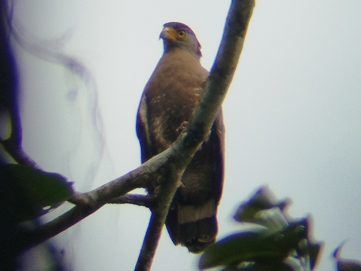 Хохлатый змееяд - ML646289045